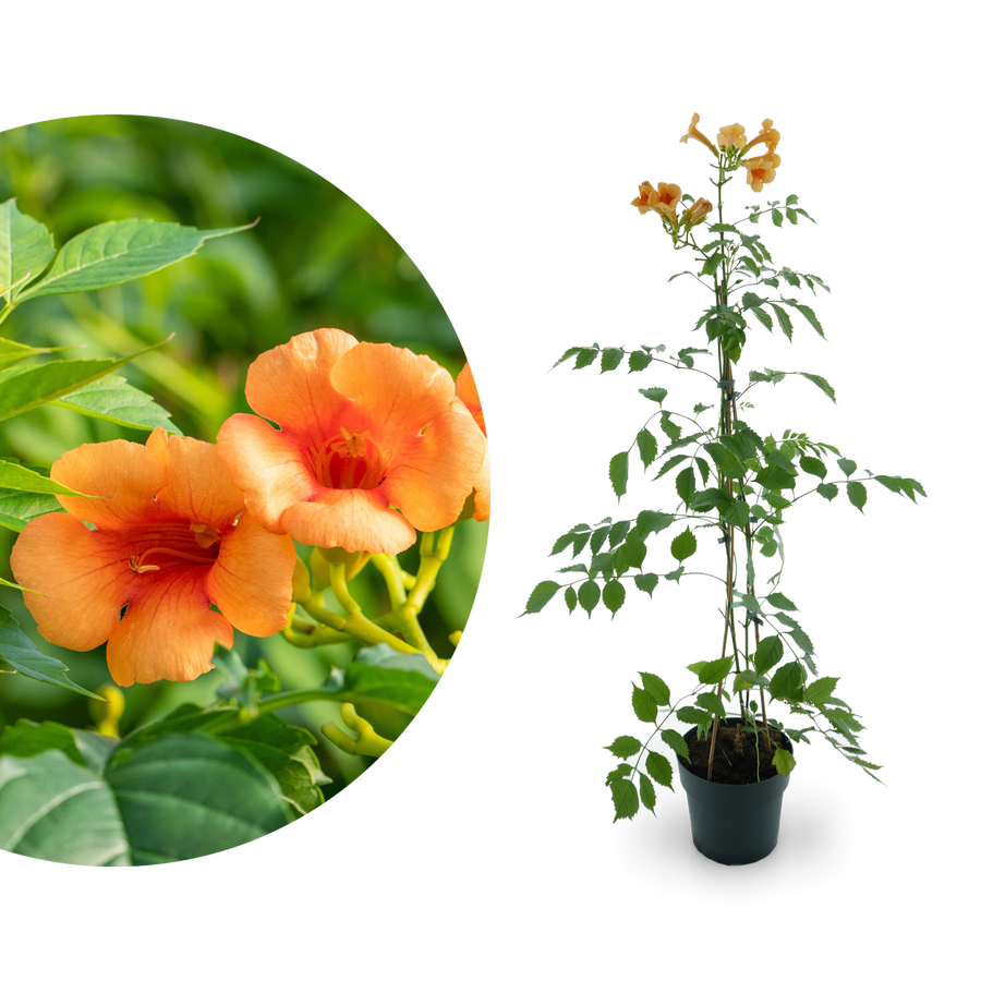 Klettertrompete 'Indian Summer'® Orange-Rot