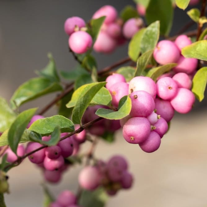 Knallerbsenstrauch 'Amethyst'® Rosa-Weiß