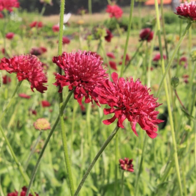 Knautia macedonica 'Mars Midget'