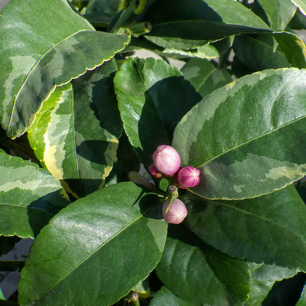 Knospen der Buntlaubigen Zitrone