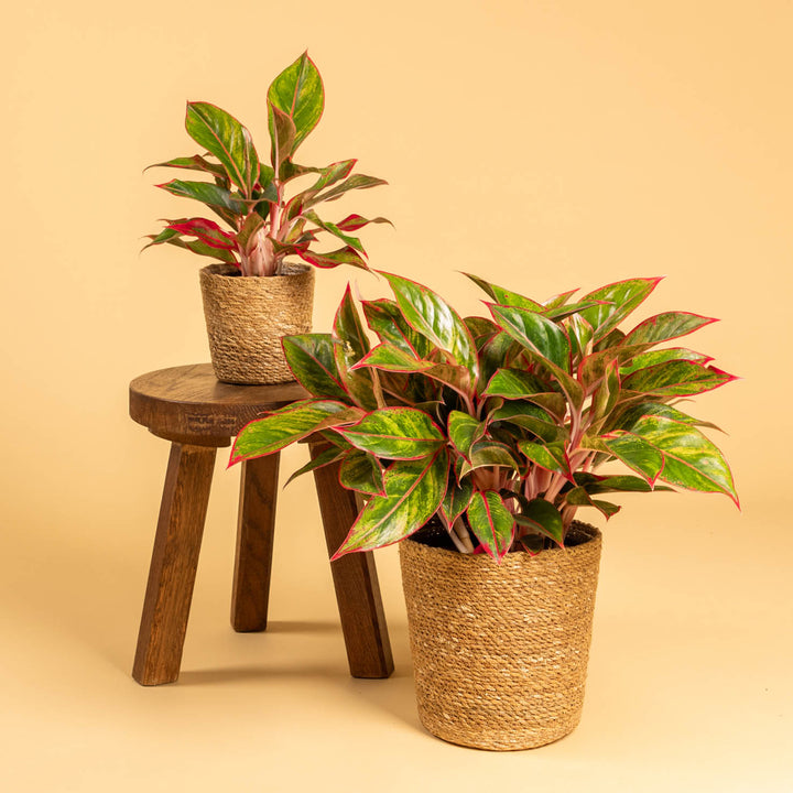 Aglaonema 'Jungle Red' (Kolbenfaden) kaufen