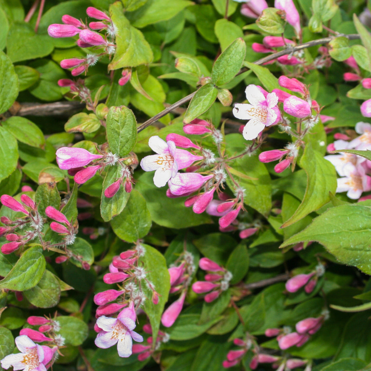 Rosa Blüte der Kolkwitzia amabilis