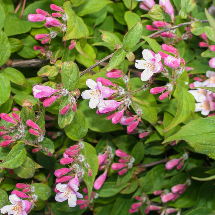 Rosa Blüte der Kolkwitzia amabilis