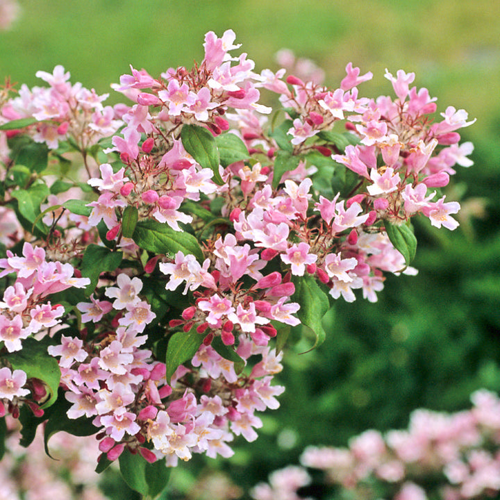 Blüte der Kolkwitzie 'Pink Cloud'