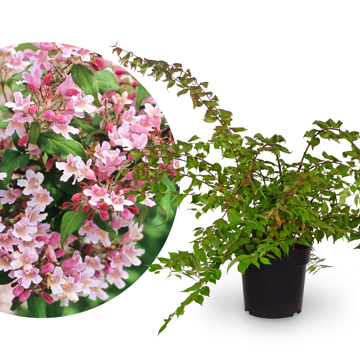 Kolkwitzie 'Pink Cloud'