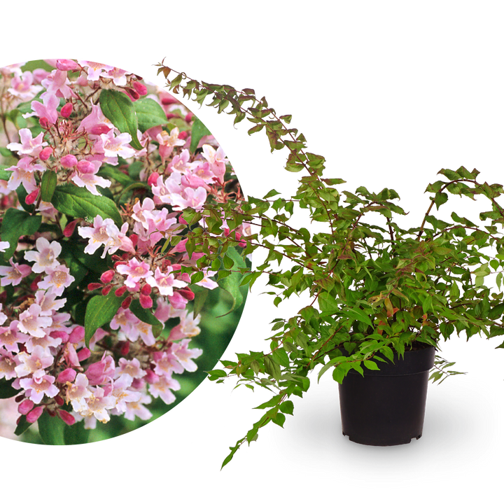Kolkwitzie 'Pink Cloud'