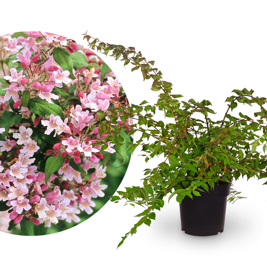 Kolkwitzie 'Pink Cloud'