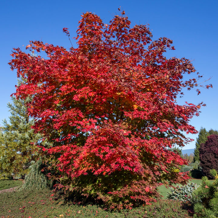 Herbstfärbung des Fächer-Ahorn 'North Wind'