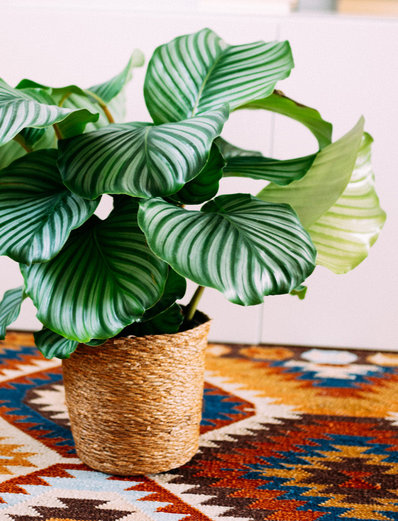 Calathea orbifolia Zimmerpflanze zuhause