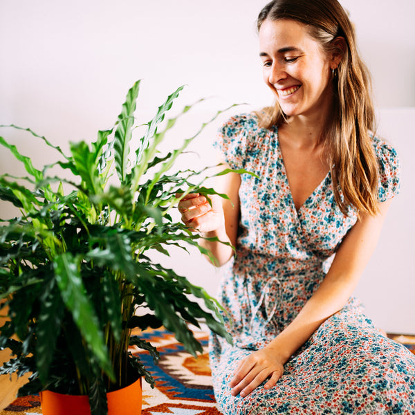 Korbmarante rufibarba als Zimmerpflanze