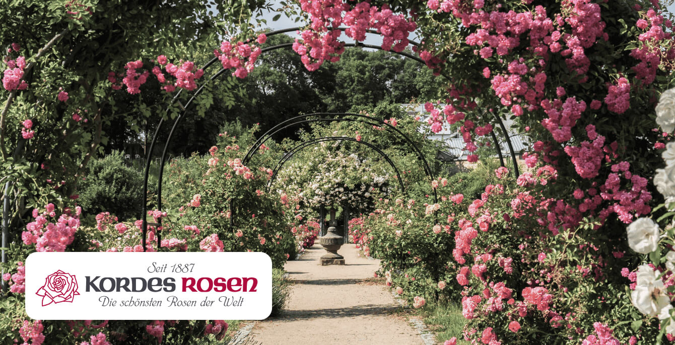 section featured image