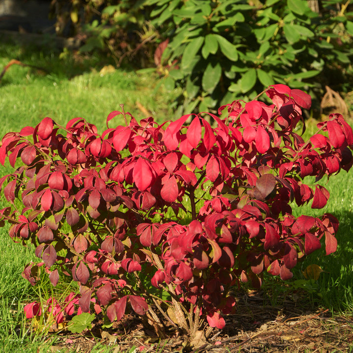 Korkflügelstrauch 'Compactus' im Garten