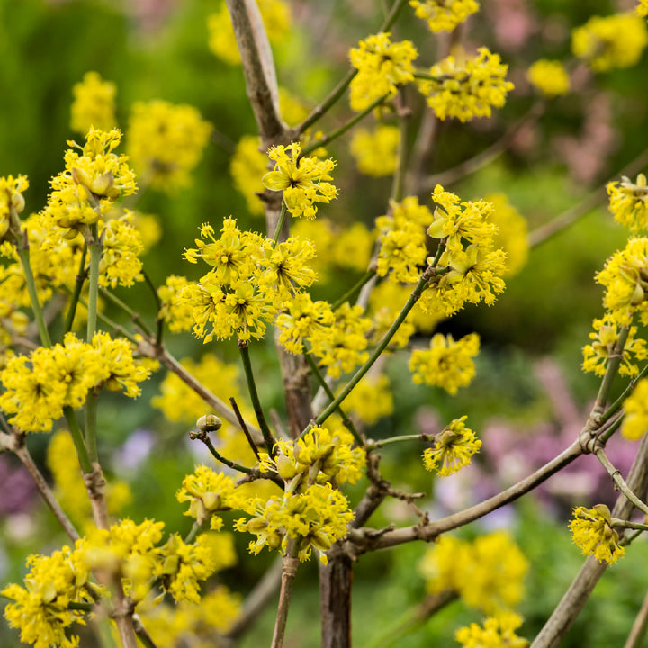 Blüte der Kornelkirsche