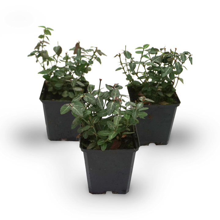 Kriechmispel 'Radicans' (Mehrfach-Set)