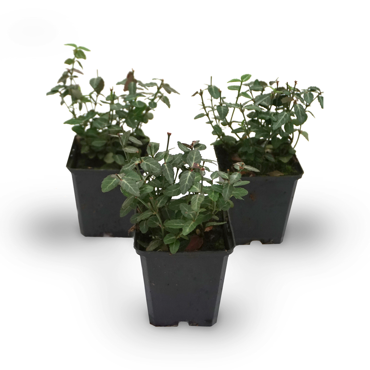 Kriechmispel 'Radicans' (Mehrfach-Set)