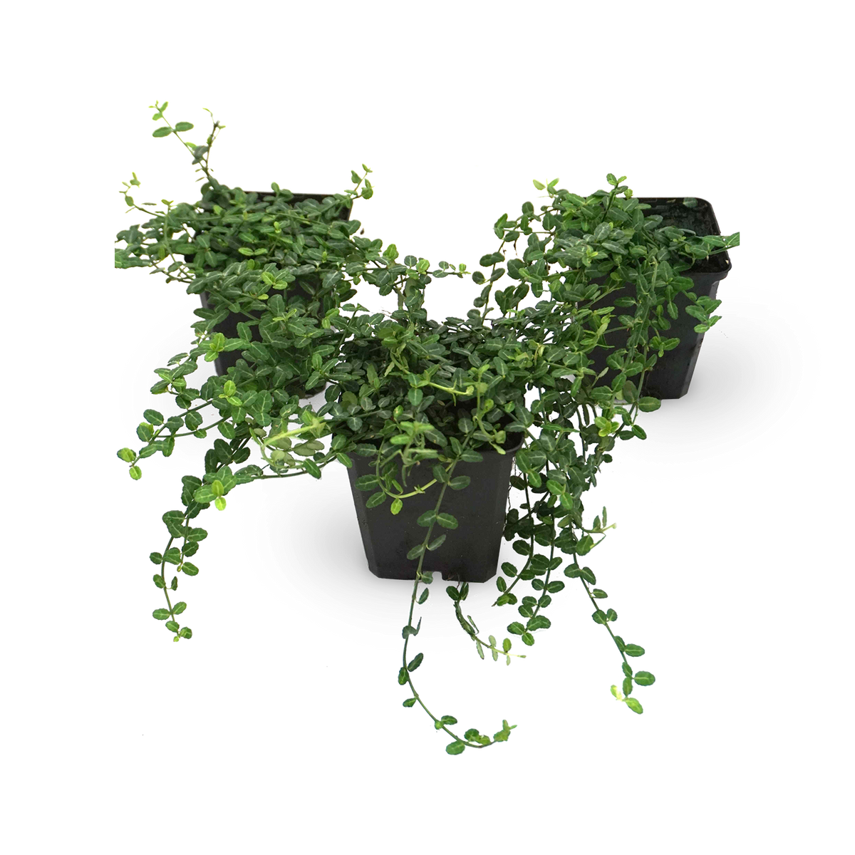 Kriechspindel 'Minimus' (Mehrfach-Set)