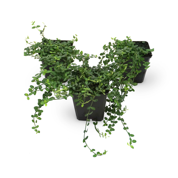 Kriechspindel 'Minimus' (Mehrfach-Set)