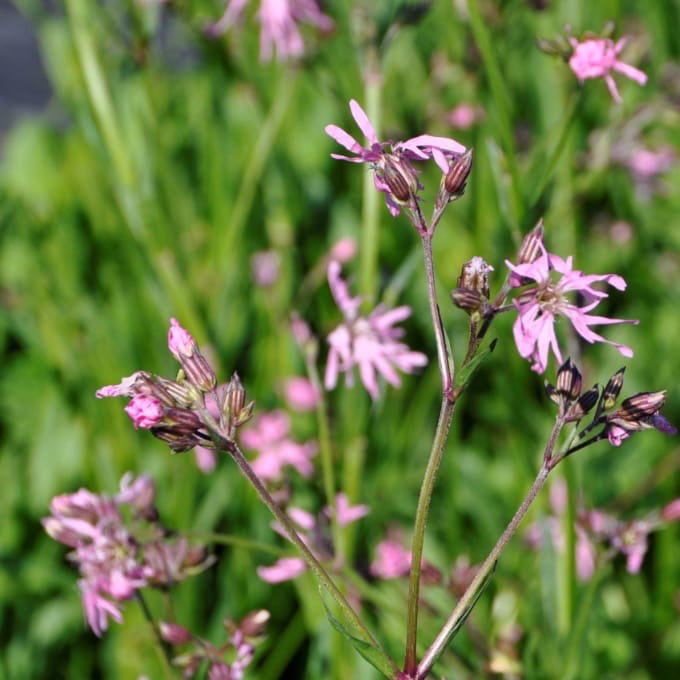 Kuckucks-Lichtnelke Rosa