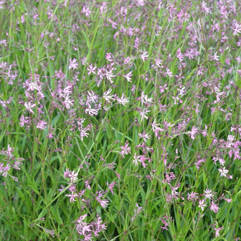 Kuckucks-Lichtnelke Rosa