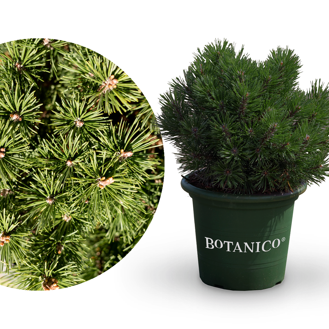 Kugel-Kiefer Botanico® 'Mops'