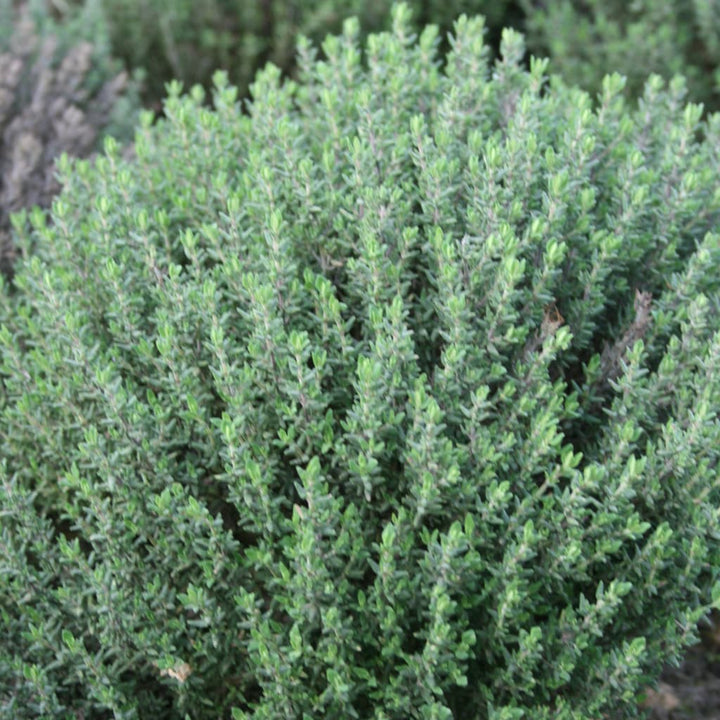 Kugel-Thymian 'Compactus' Violett