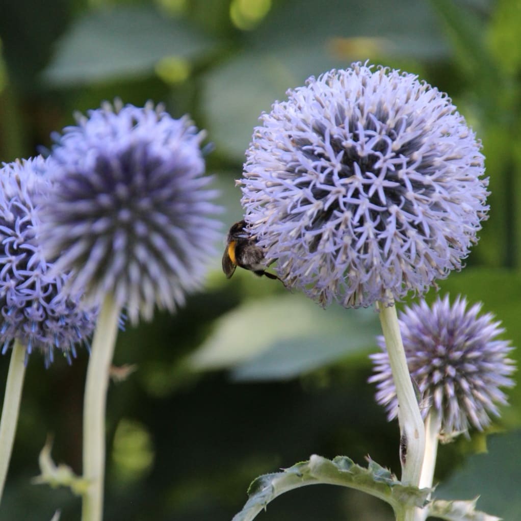 Kugeldistel Violett