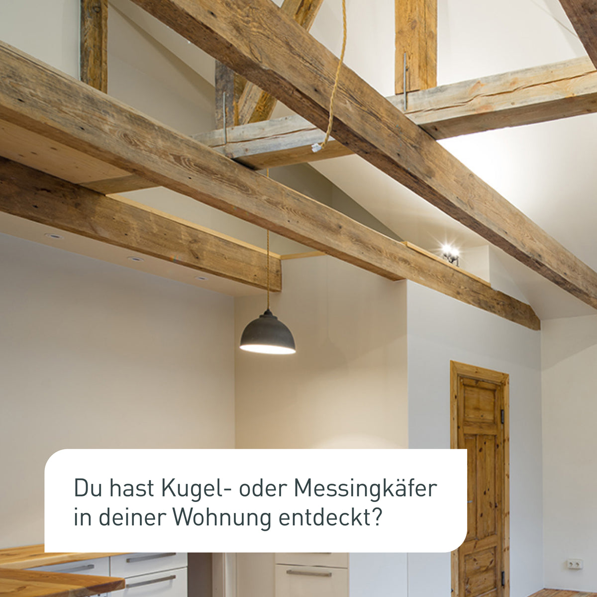 Kugelkäfer und Messingkäfer in renovierter Altbau-Wohnung
