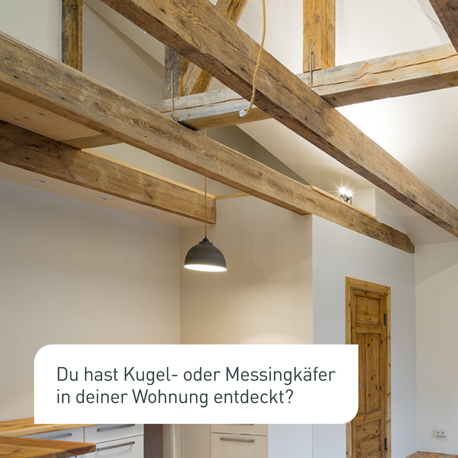 Kugelkäfer und Messingkäfer in renovierter Altbau-Wohnung