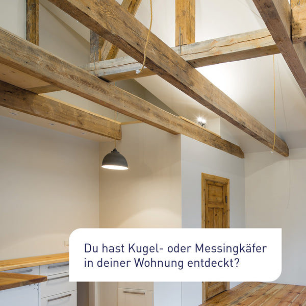 Kugelkäfer und Messingkäfer in renovierter Altbau-Wohnung