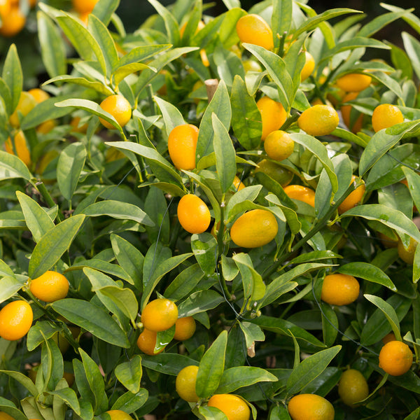 Kumquat-Stamm mit reifen Früchten