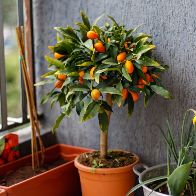 Kumquat-Stämmchen im Topf auf dem Balkon