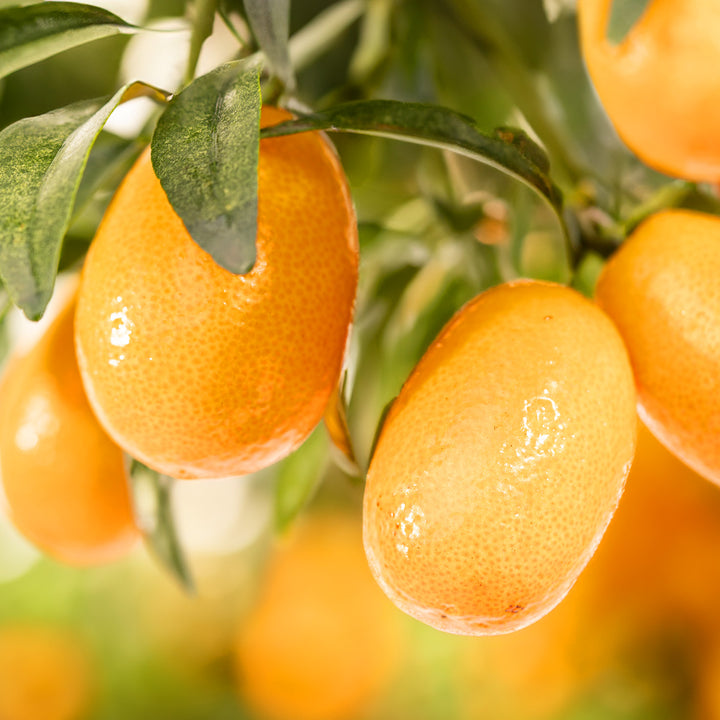 Früchte der Kumquat