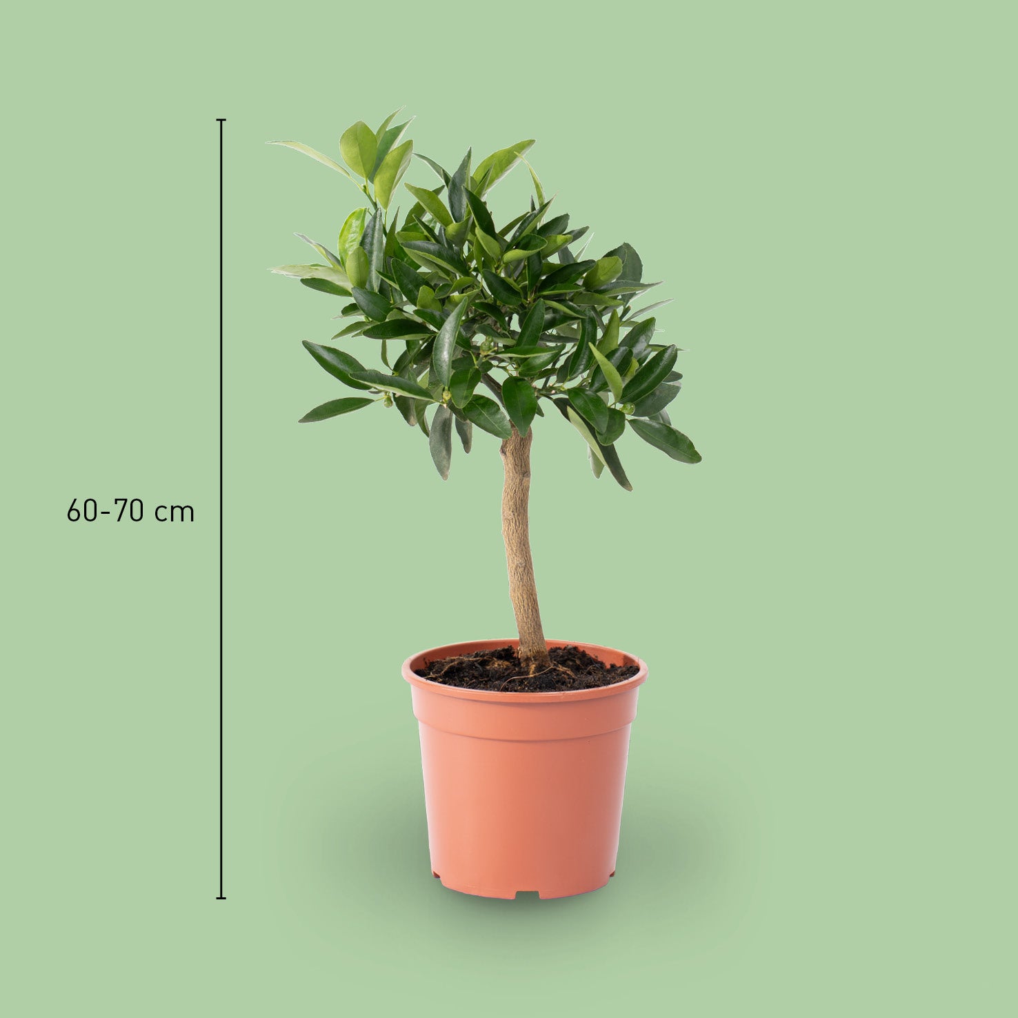 Größe des Kumquat-Stämmchens