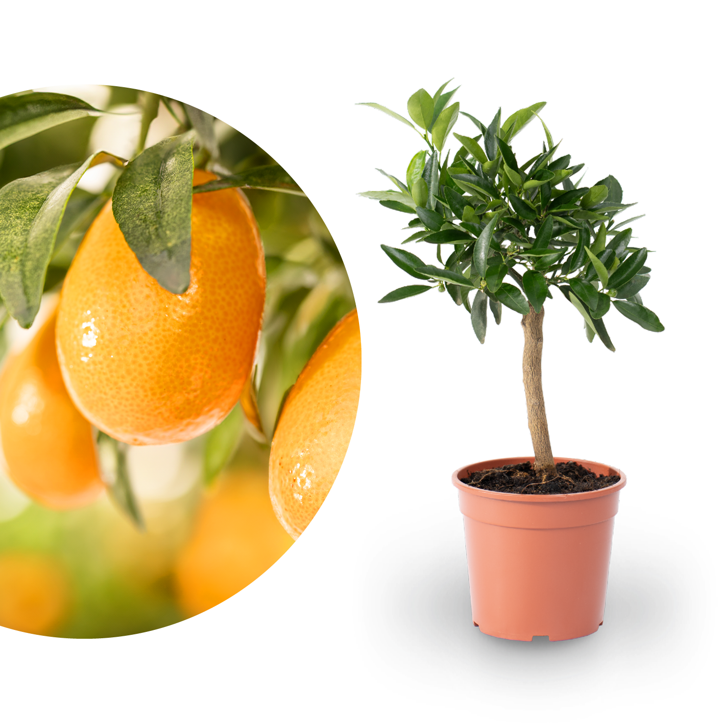 Kumquat als Stamm
