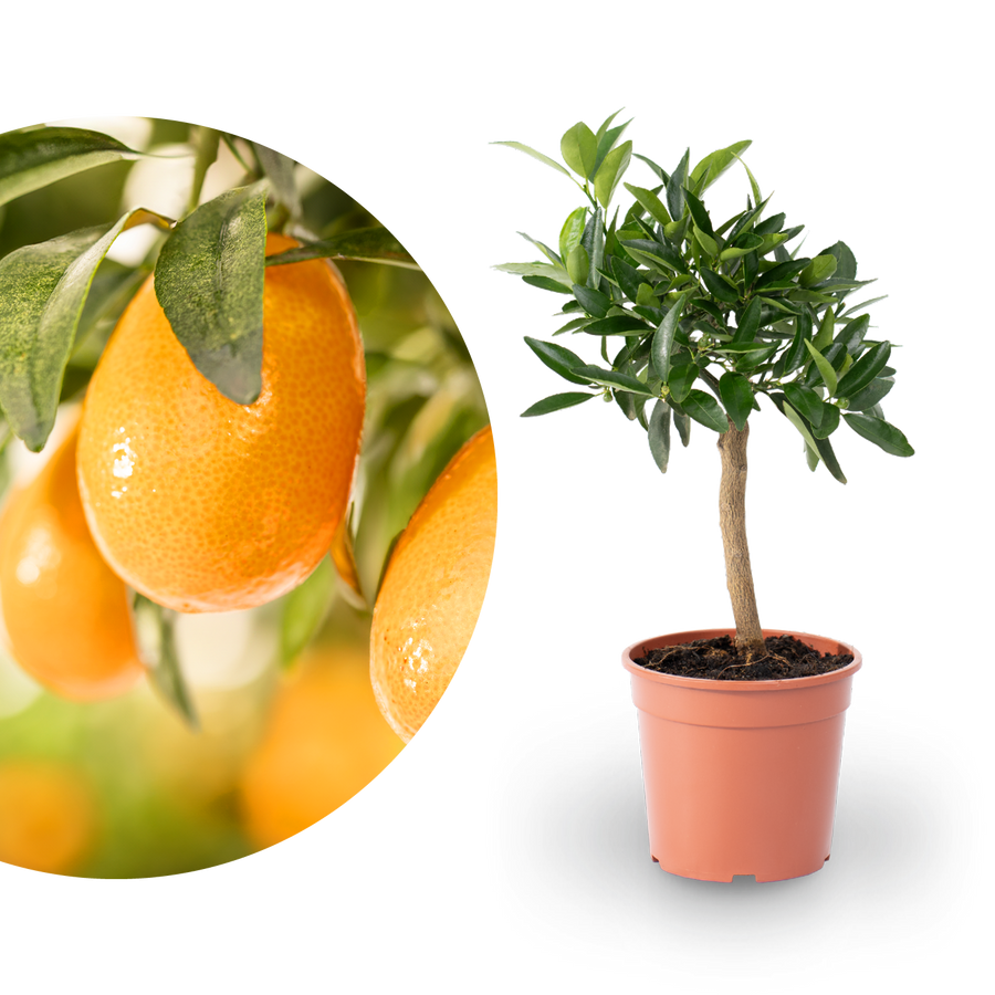 Kumquat als Stamm
