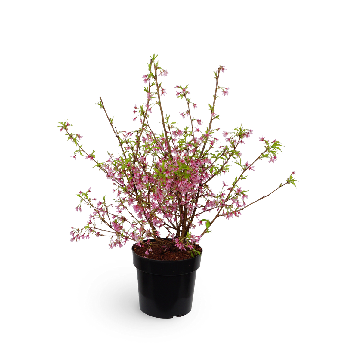 Kurilenkirsche 'Ruby'
