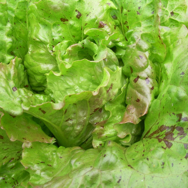 Lactuca sativa 'De Trémont'