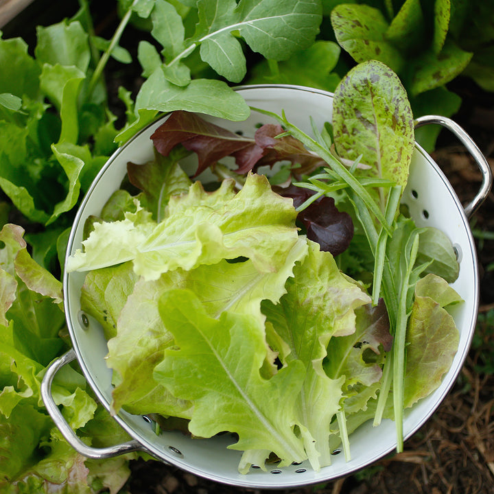 Lactuca sativa, Lactuca sativa var. capitata, Lactuca sativa var. crispa, Lactuca sativa var. longifolia 'Mesclun'