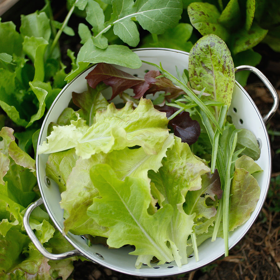 Lactuca sativa, Lactuca sativa var. capitata, Lactuca sativa var. crispa, Lactuca sativa var. longifolia 'Mesclun'
