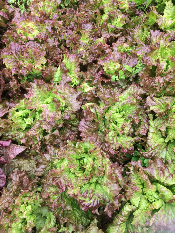 Lactuca sativa 'Lattughino Rosso'