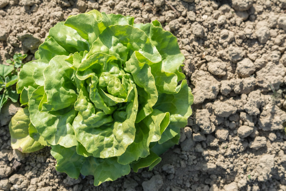 Lactuca sativa 'Valdor'