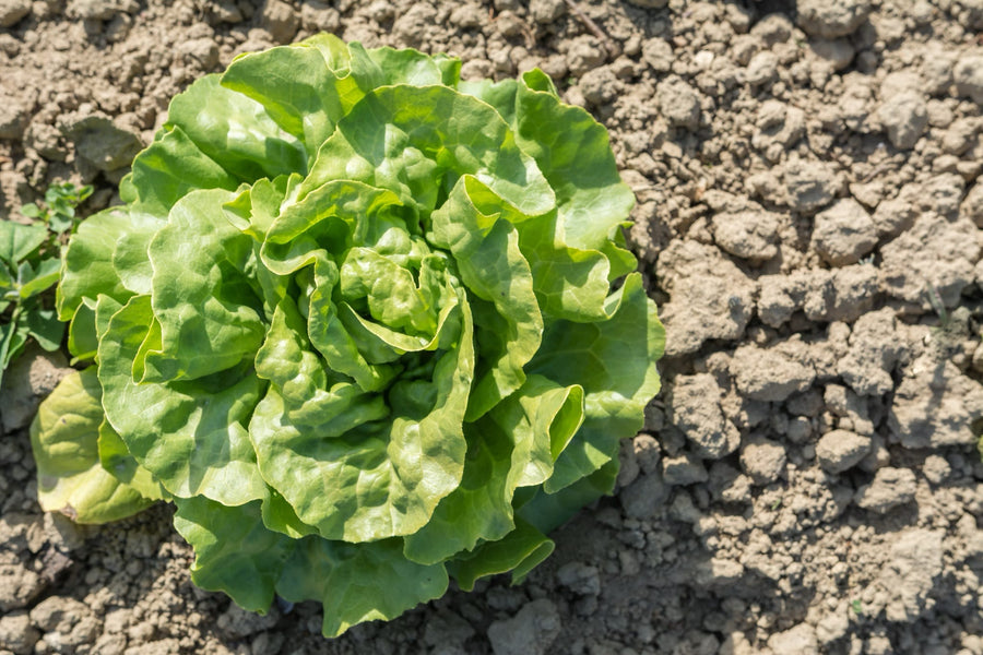 Lactuca sativa 'Valdor'