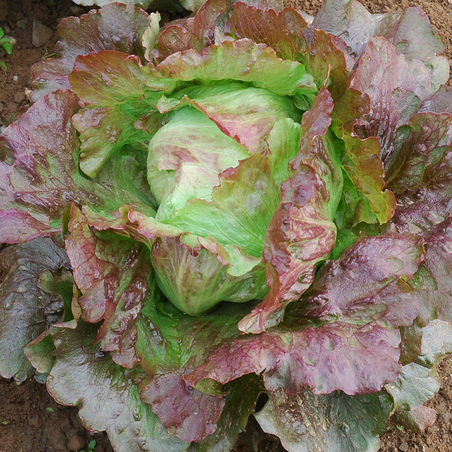 Lactuca sativa var. capitata 'Diavoletta'