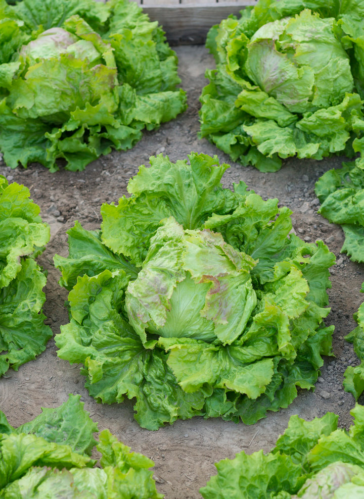 Lactuca sativa var. capitata 'Grazer Krauthäuptel 2'