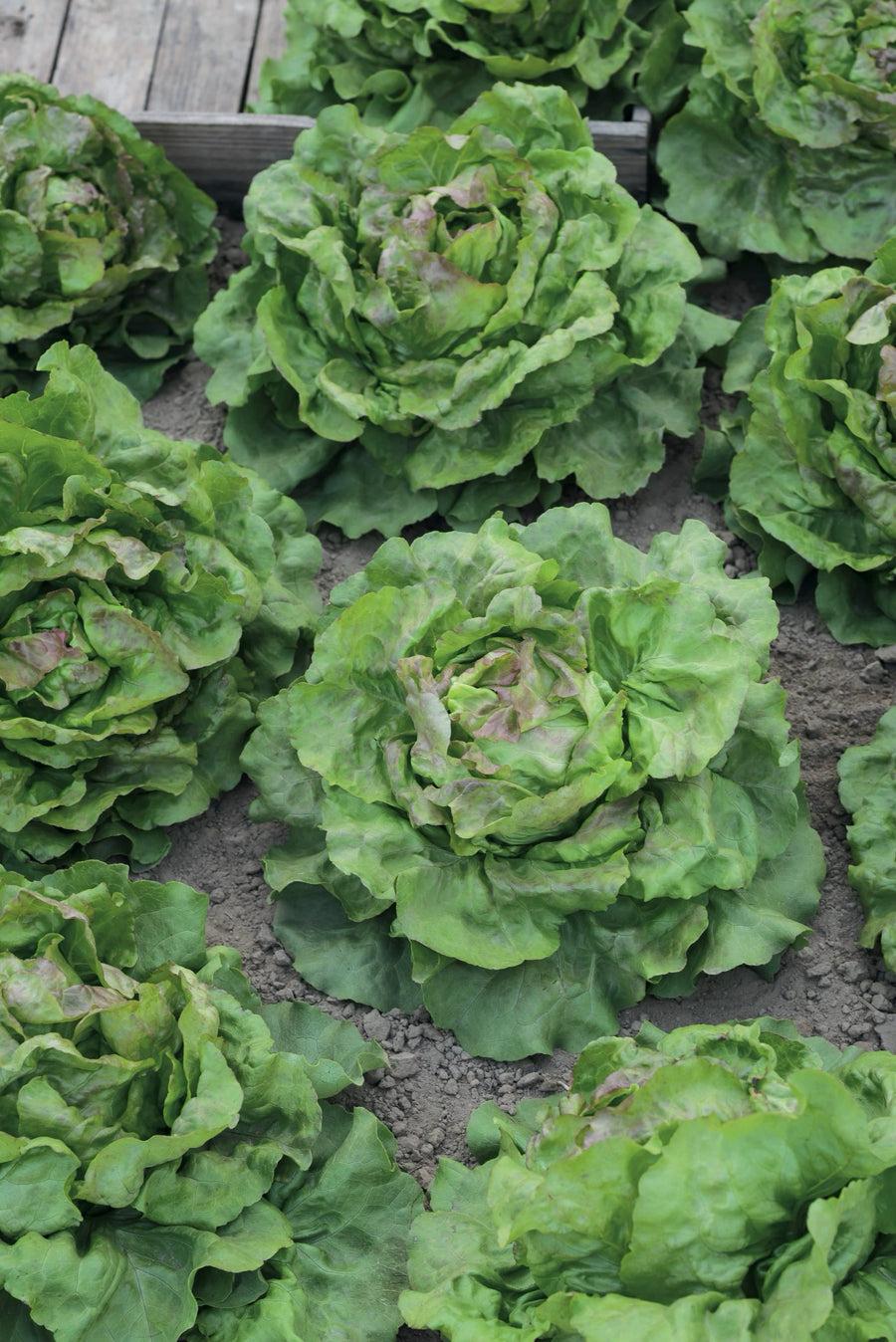 Lactuca sativa var. capitata 'Grüner aus Maria Lankowitz'