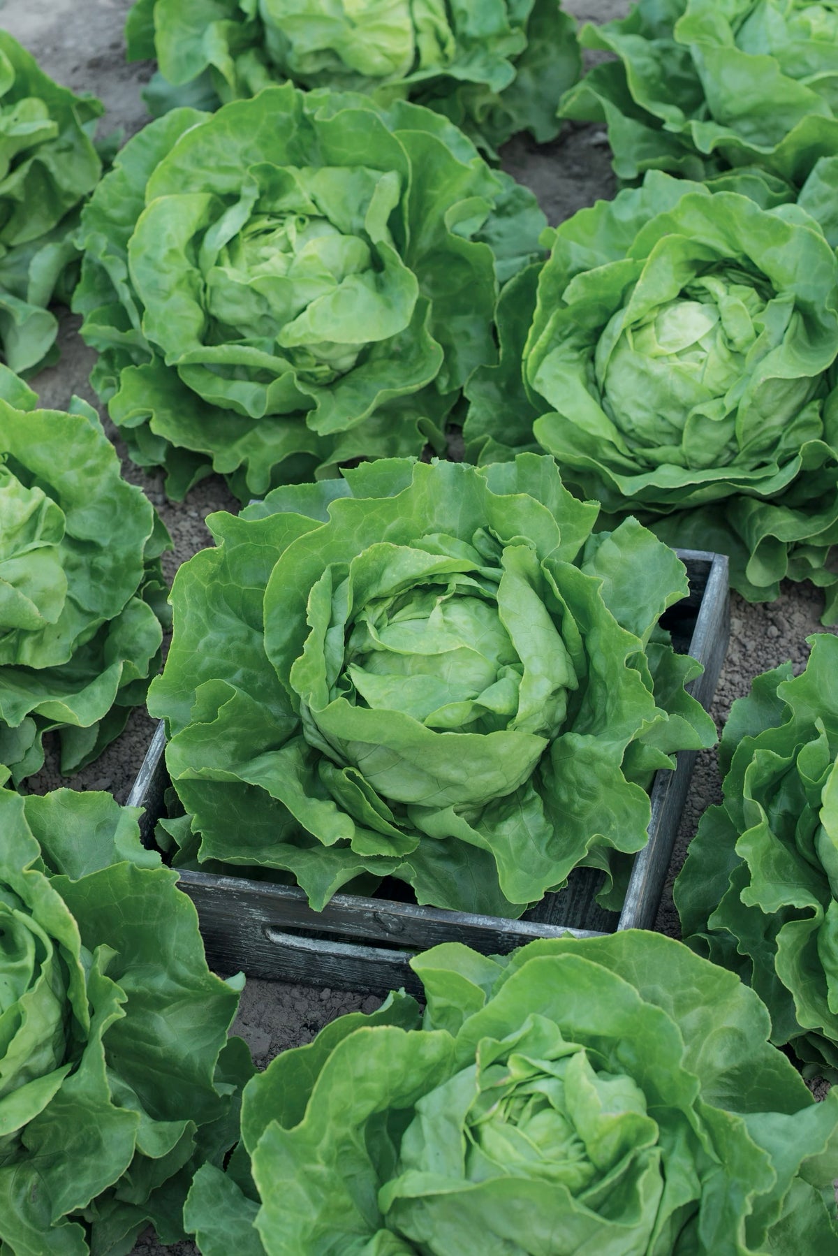Lactuca sativa var. capitata 'Ovation'