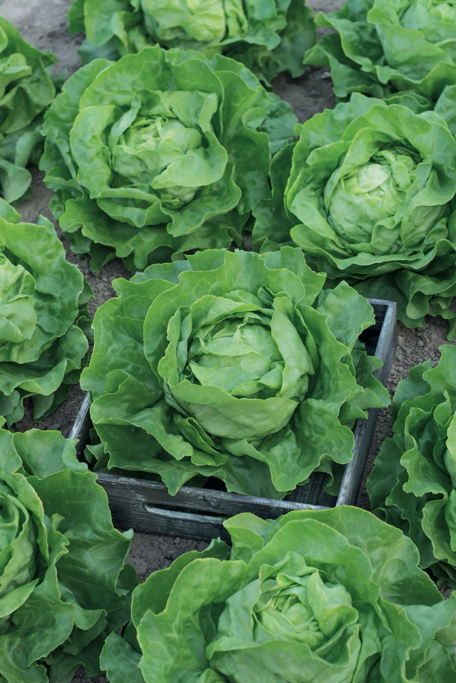 Lactuca sativa var. capitata 'Ovation'