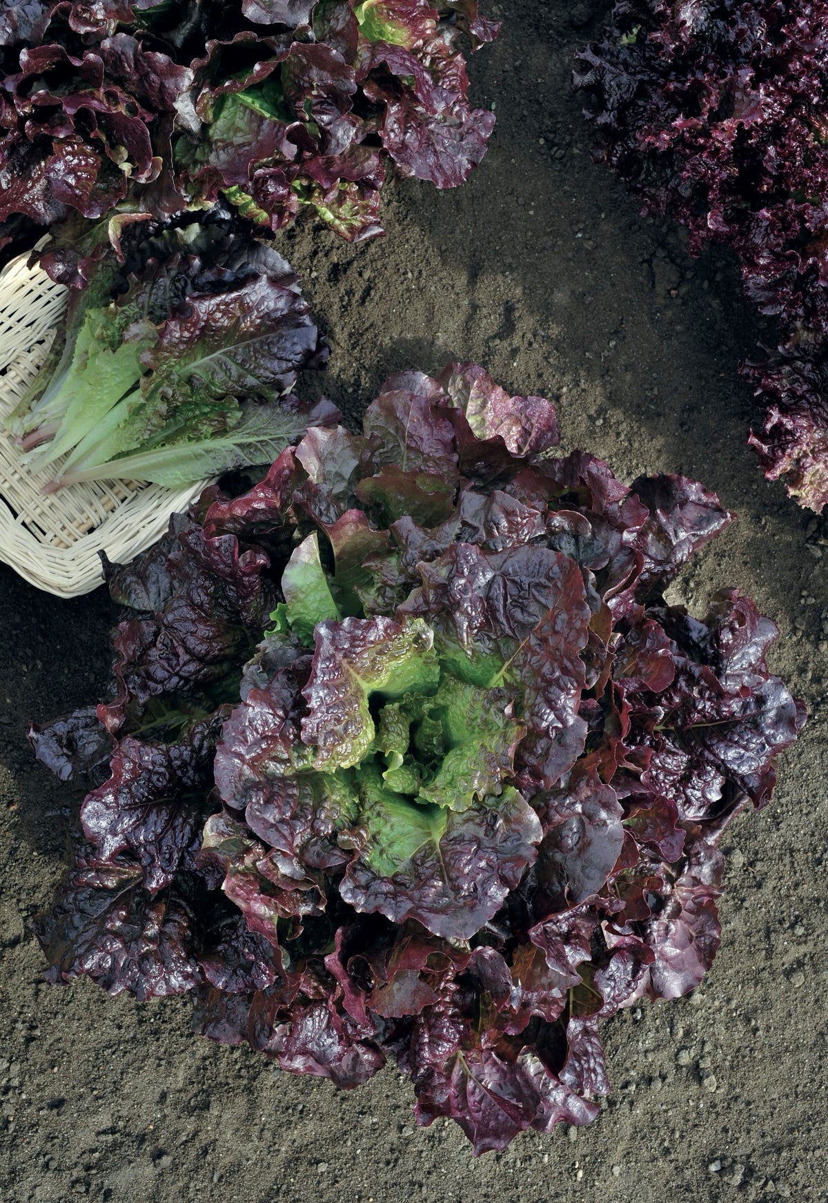 Lactuca sativa var. capitata 'Roter Butterhäuptl'