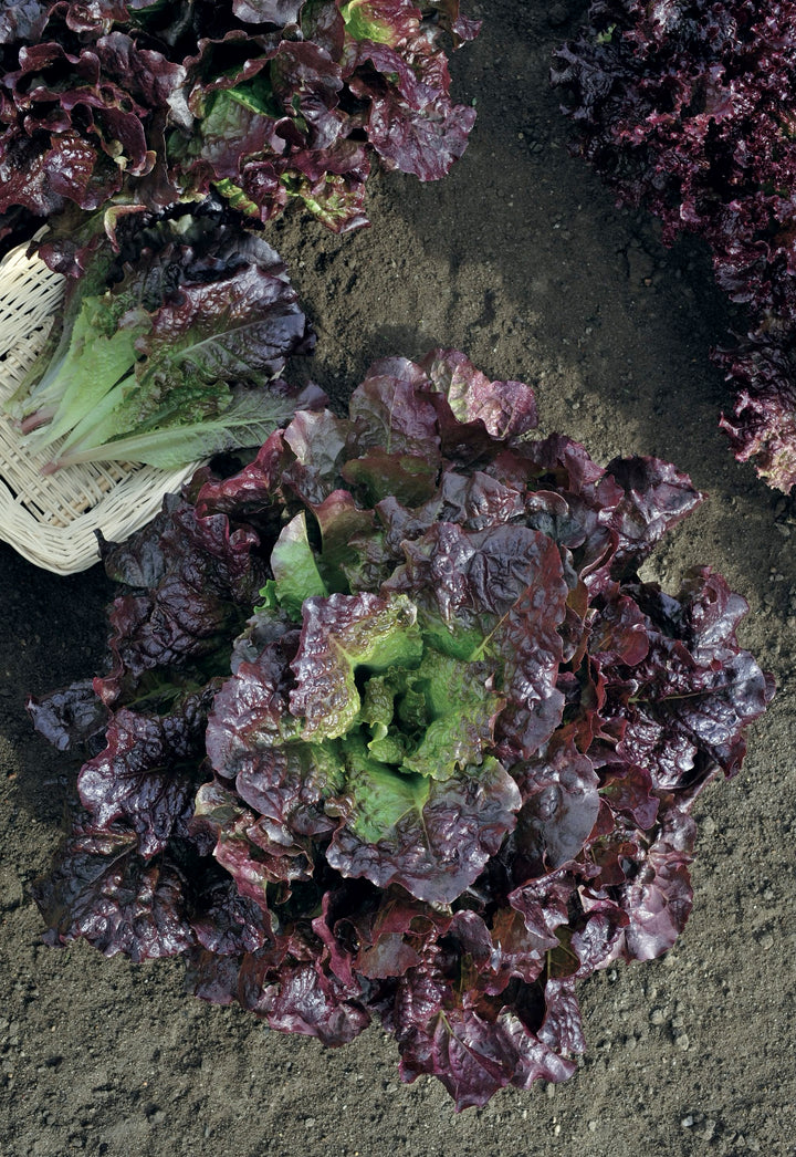 Lactuca sativa var. capitata 'Roter Butterhäuptl'