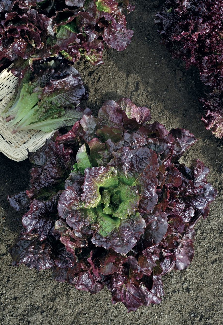 Lactuca sativa var. capitata 'Roter Butterhäuptl'